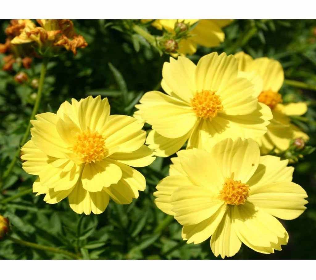 Cosmos Flower Seeds -5p-India 