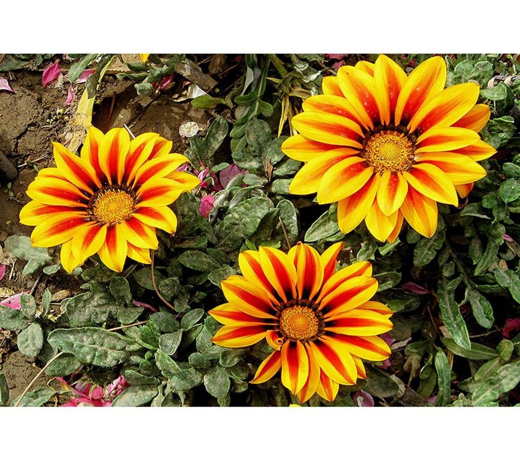 Gazania Flower Seeds - 10p BD