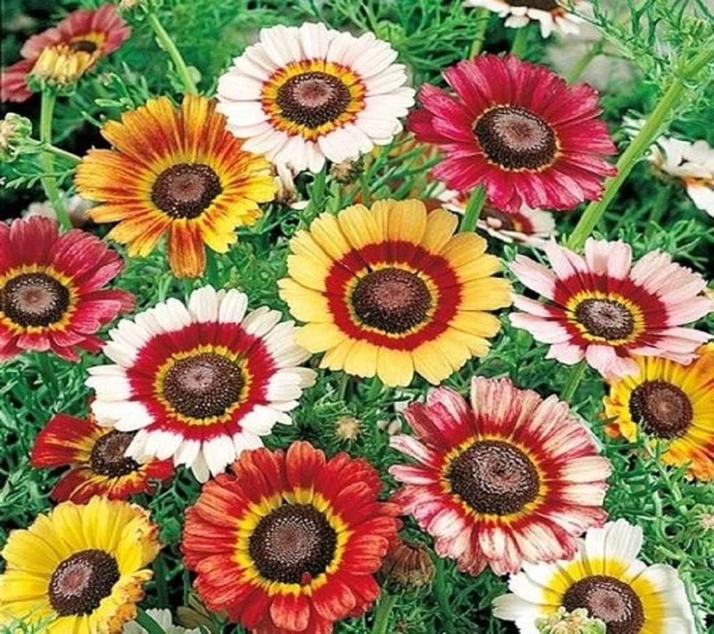 Chrysanthemum Carinatum Mixed Seed - 100 Pcs