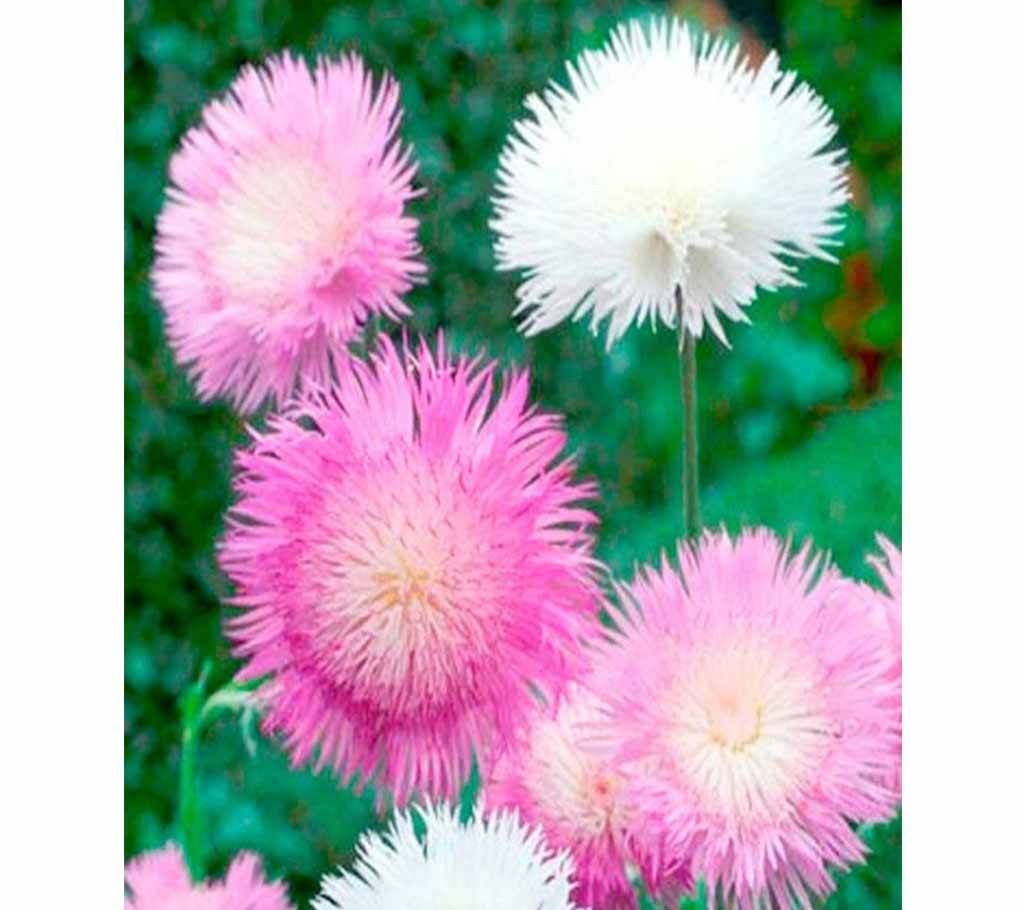 Sweet Sultan Flower Seeds -5p-Iran