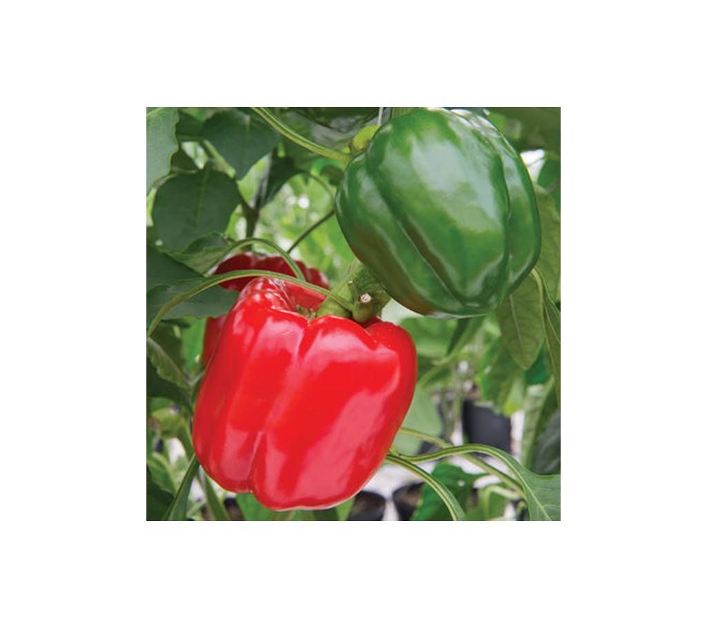 Capcicum Green 