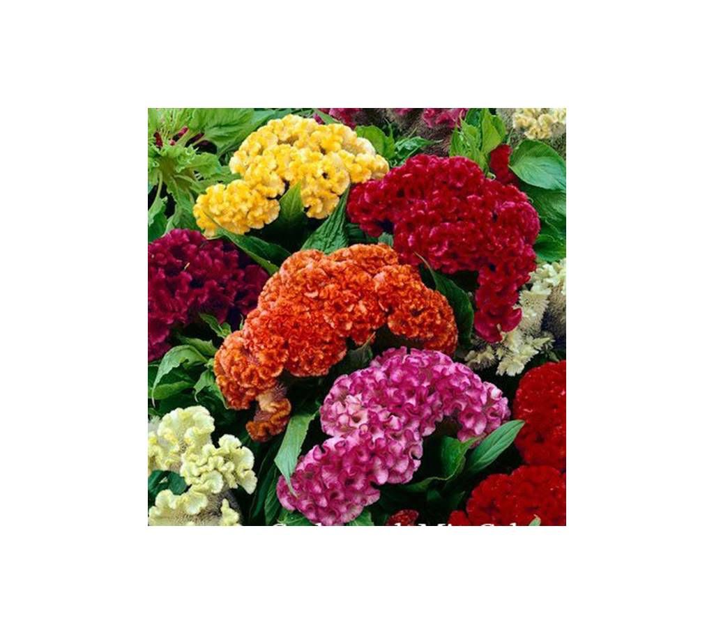 Cockscomb Flower Seed