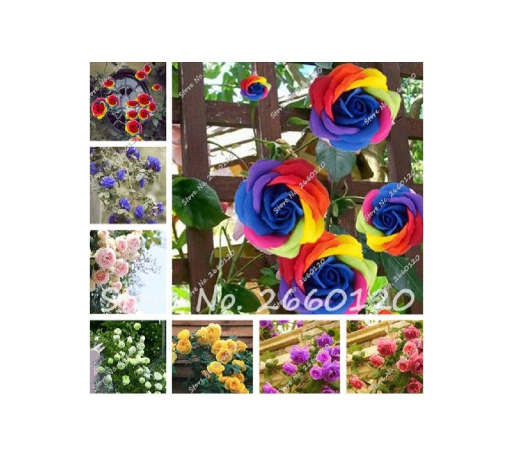 Rrare Exotic 10 Pcs Rose plants , Rainbow Roses Bonsai Flowers plants perennial garden jardim plante for Home Garden Decor