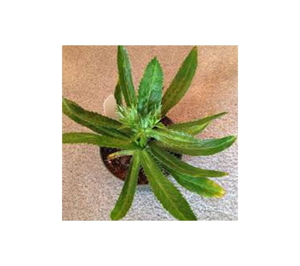 Bilati Dhonia Seeds