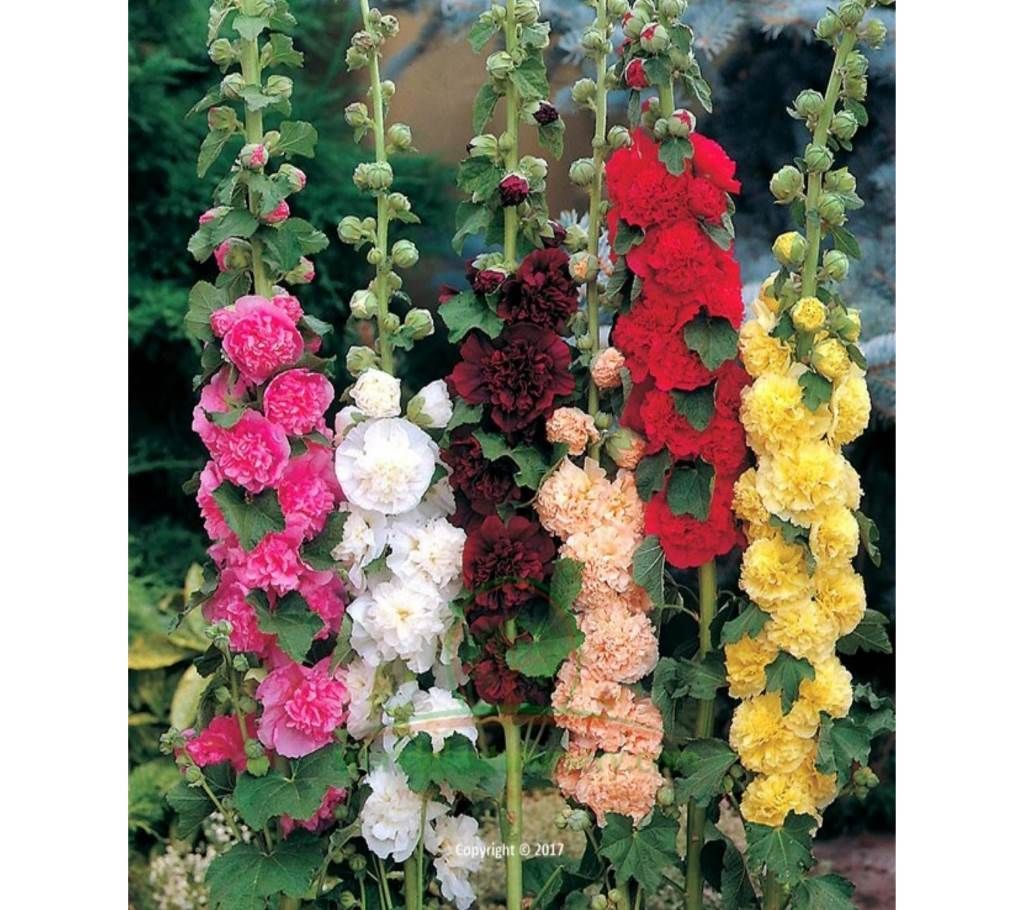 HollyHock F-1 Dwarf Seed - 50 Pcs