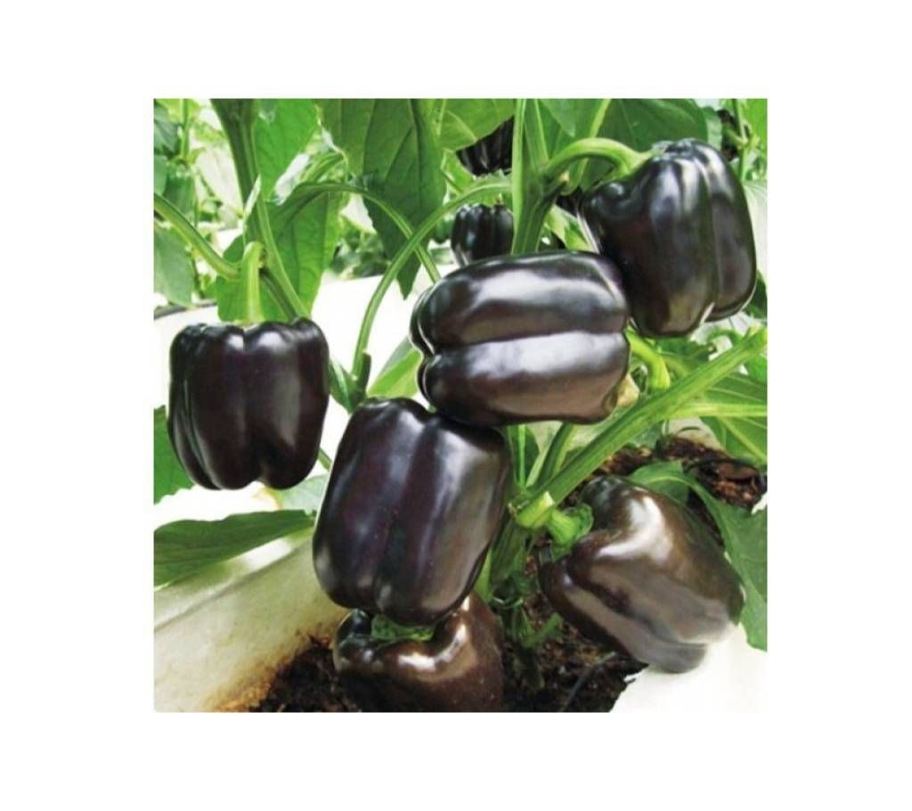 Capsicum Seeds,colour- Black ,intact packet(Indian)