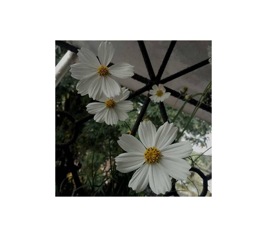 Cosmos Flower seed