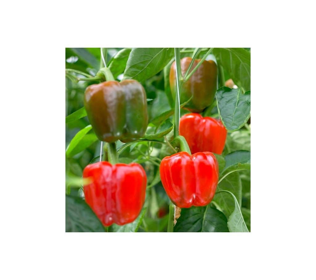 Capsicum Green Seed