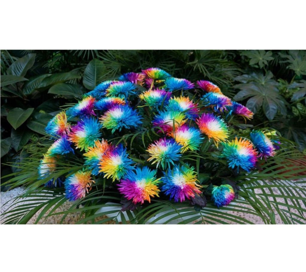Rainbow Chrysanthemum Flower Seeds Bonsai