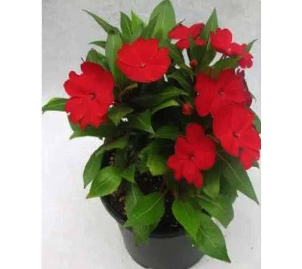 Balsam Flower Seeds - 10p BD