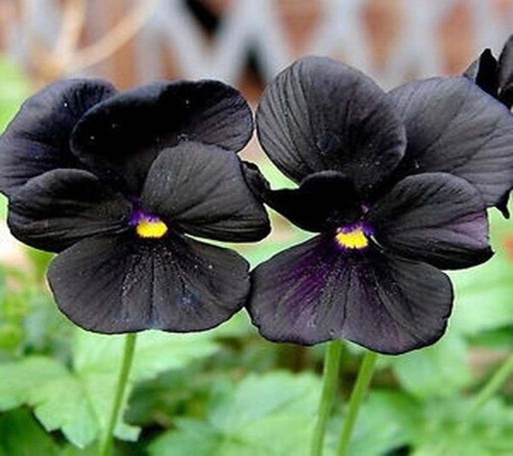 Black Panji Flower Seeds - 15p