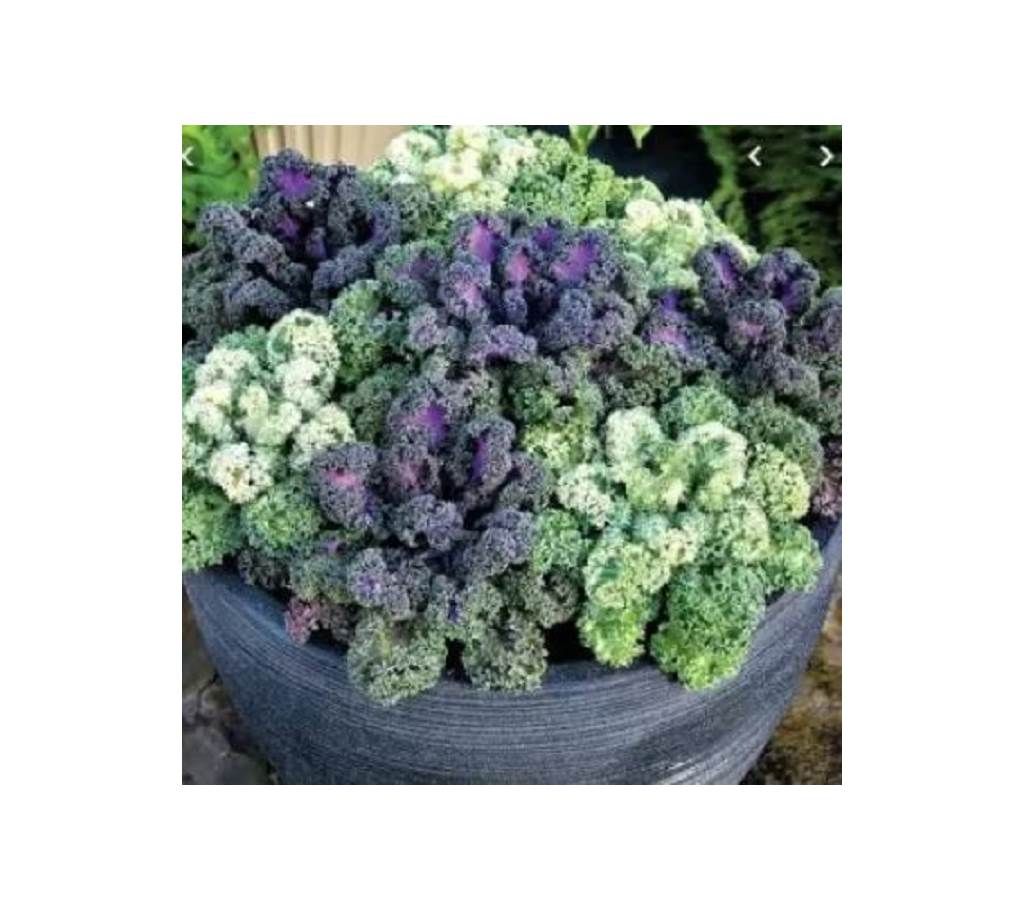 Ornamental Kale Flower Mixed Seed - 50 Pcs