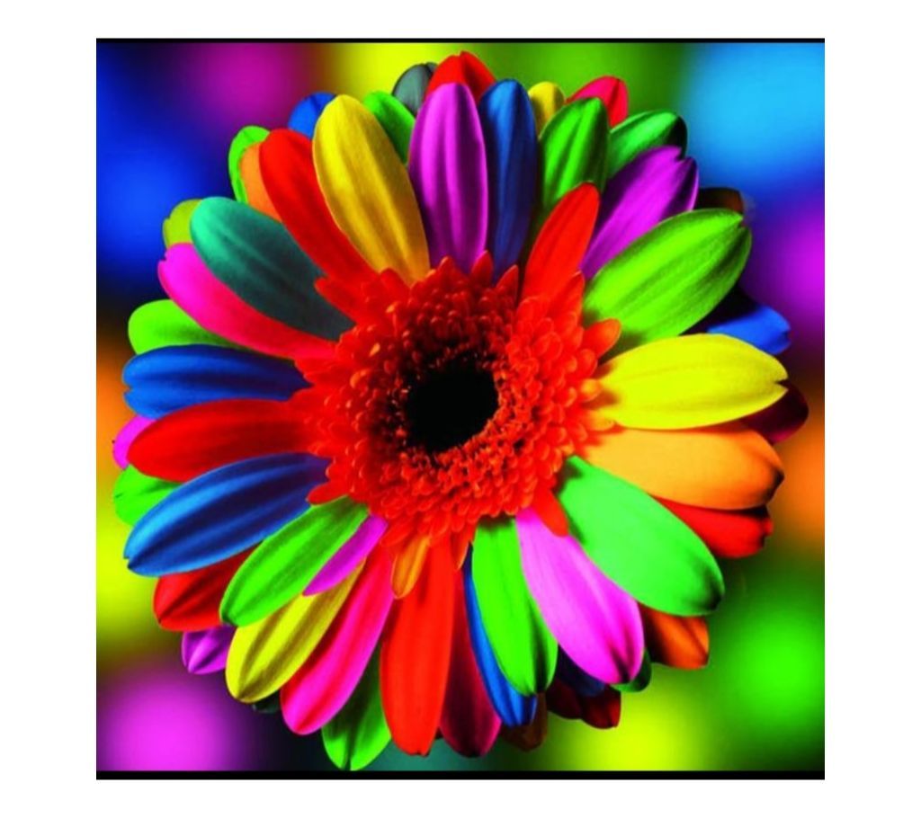 Rare Rainbow Chrysanthemum Seeds Bonsai
