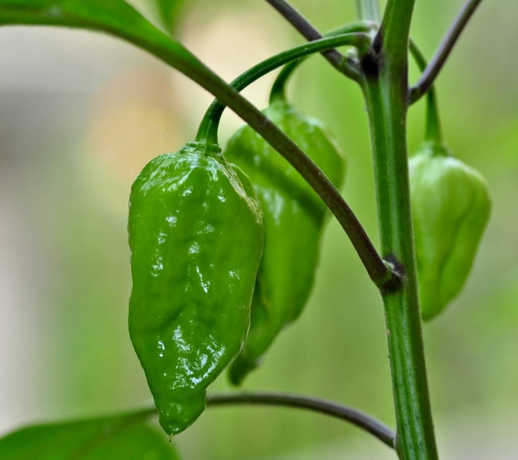 Naga Bombay Chili Seeds - Green-BD