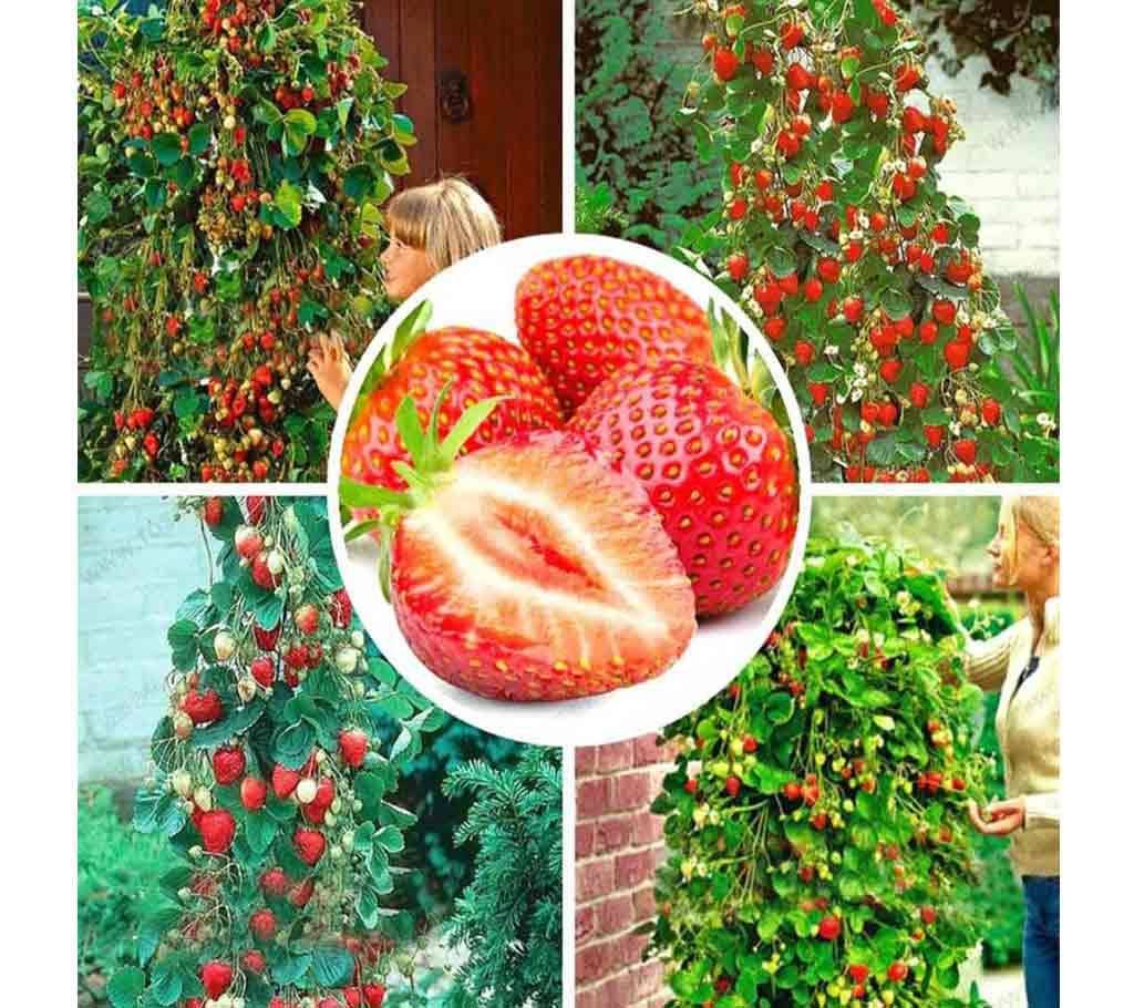 Fruit Giant Strawberry Seeds - 5 piece - Red Lady BD