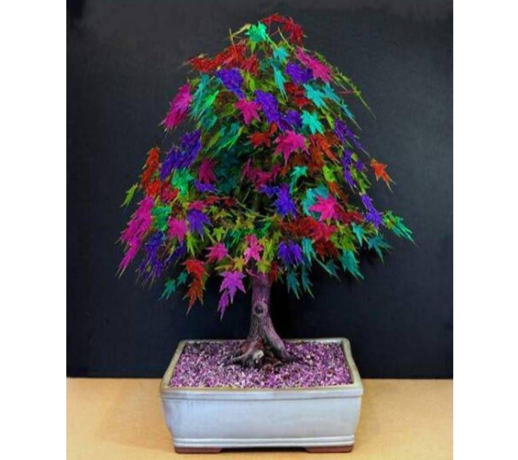 Mapple Tree Seeds Bonsai