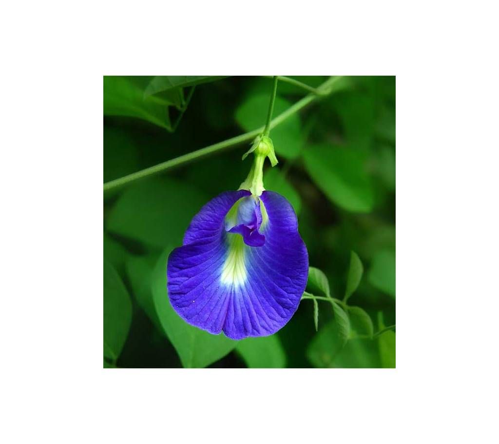 Oporajita Flower Seeds