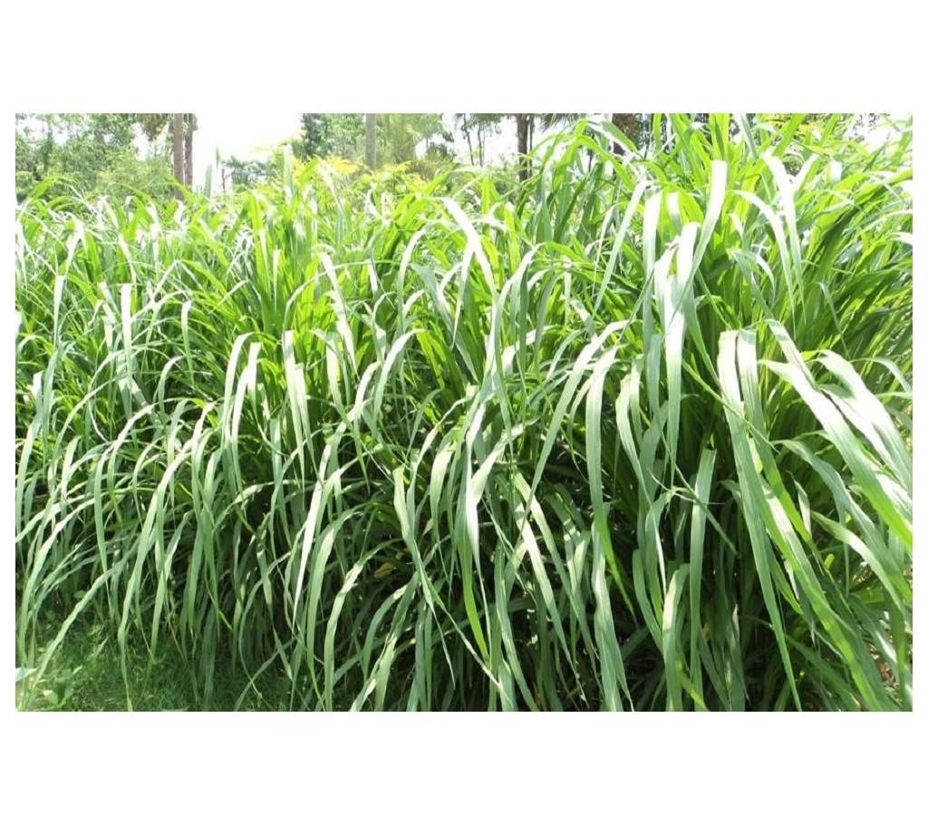 Napier grass Seed - 1 kg