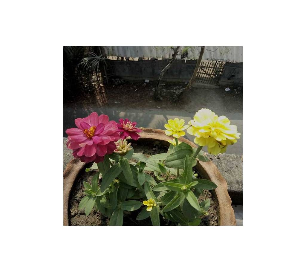 Jiniya Flower Seed