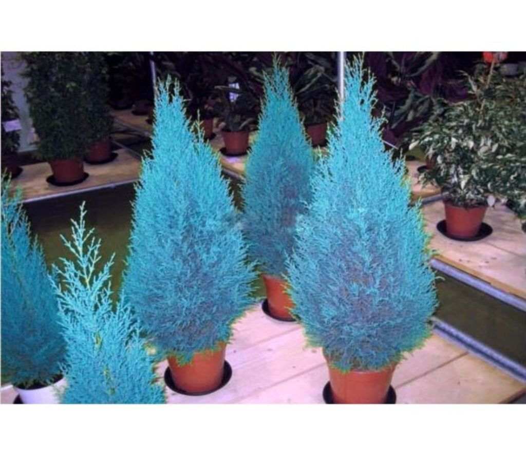 Blue Cypress Conifer Seeds