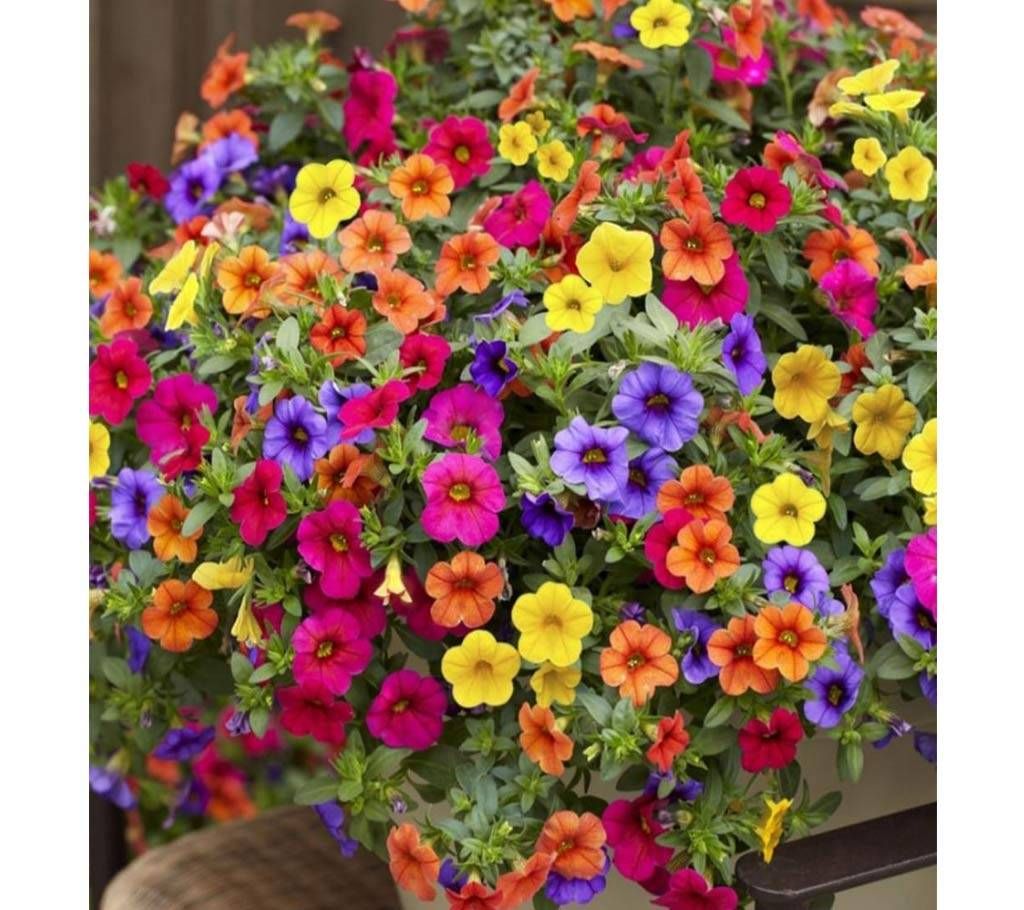Bonsai Mixed Color Pitunia Seeds 