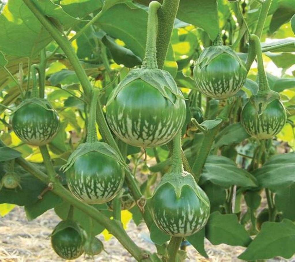 Round Brinjal (begun) Seeds - 10pcs - Green