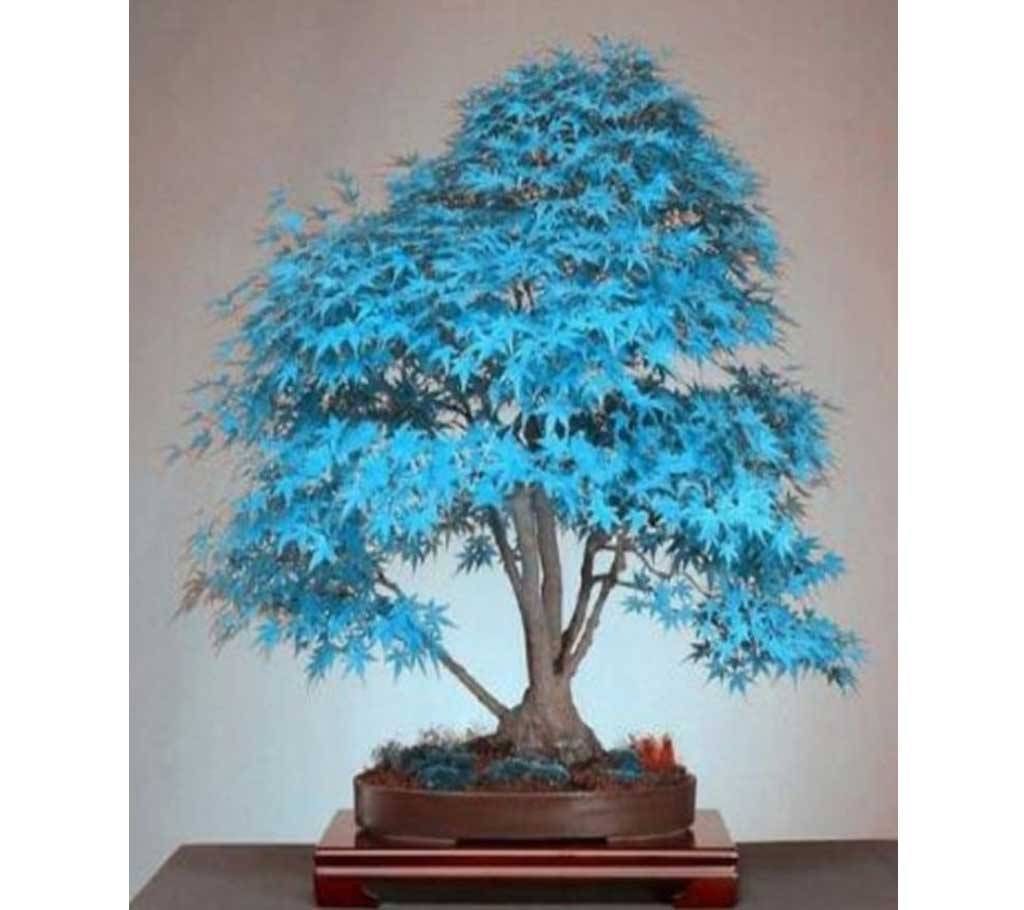 Bonsai Mapple Tree Seeds 
