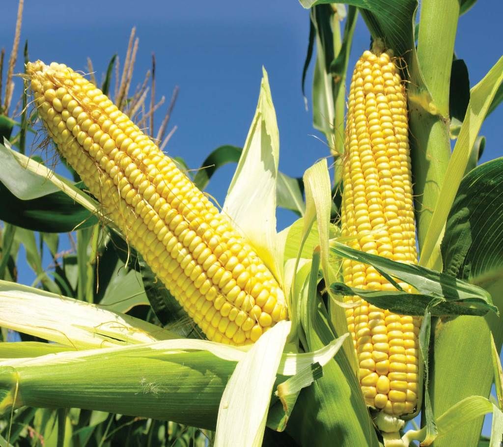 Sweet Corn Seed - 20 gm