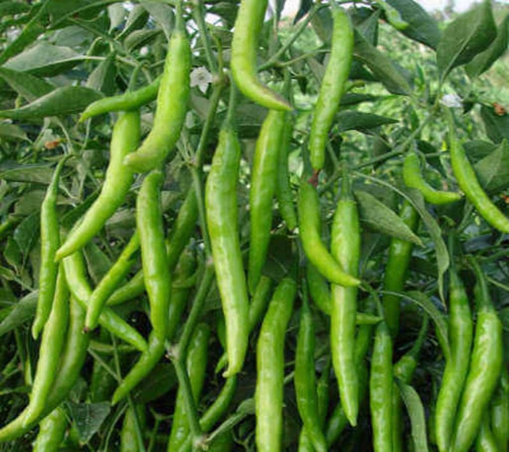 All Season Chili Seeds - Green