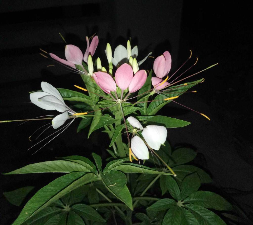 Hurhure Flower Seed (30-40 Pcs)