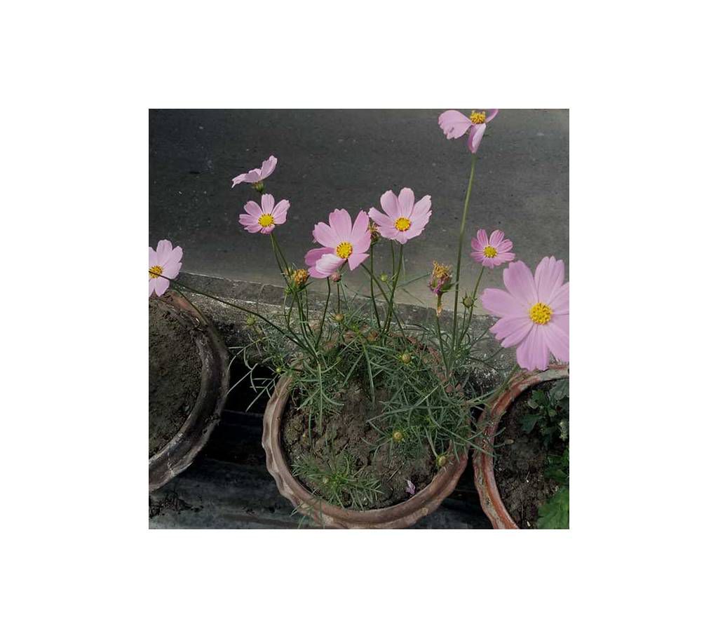 Cosmos Flower seed