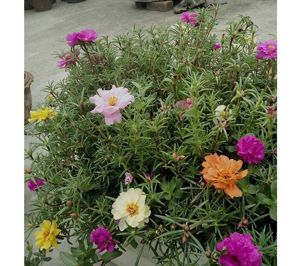 Portulaca or Time Flower Seed
