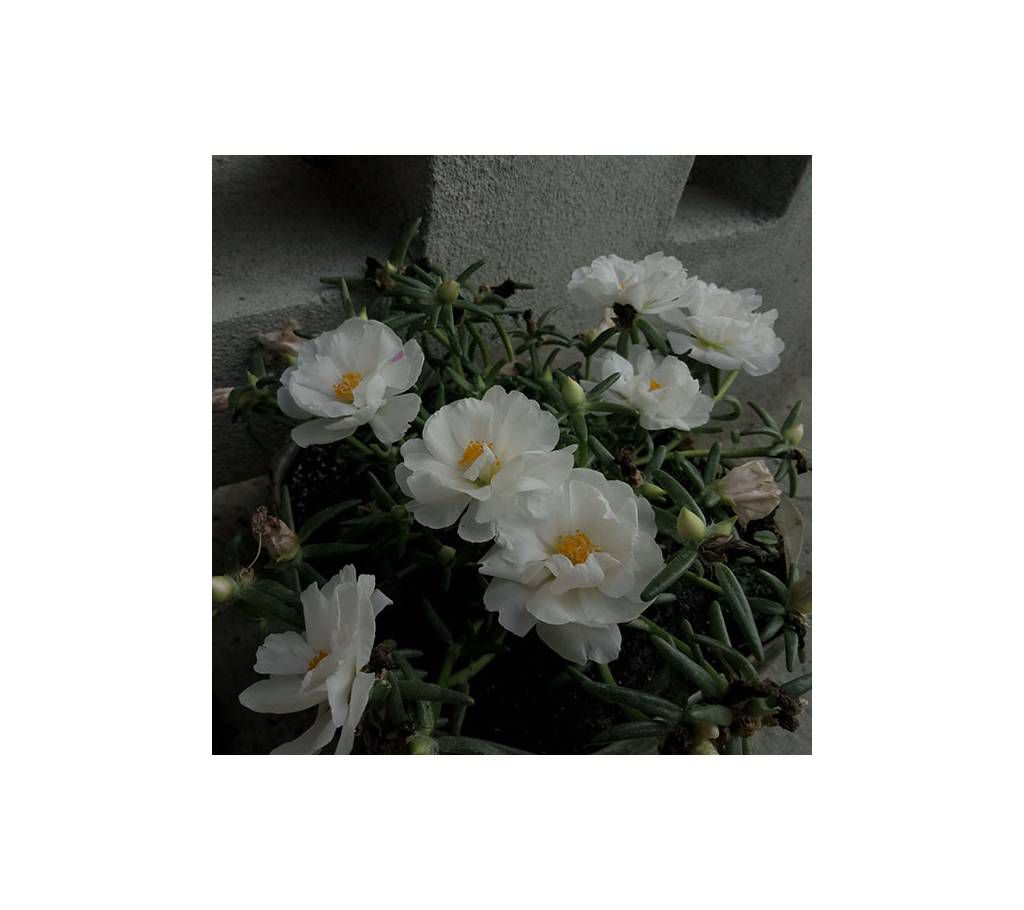 Portulaca or Time Flower Seed