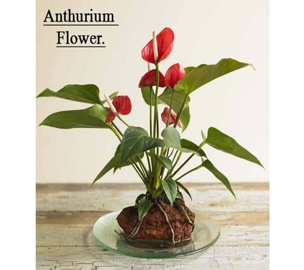 Anthurium Flower Seed