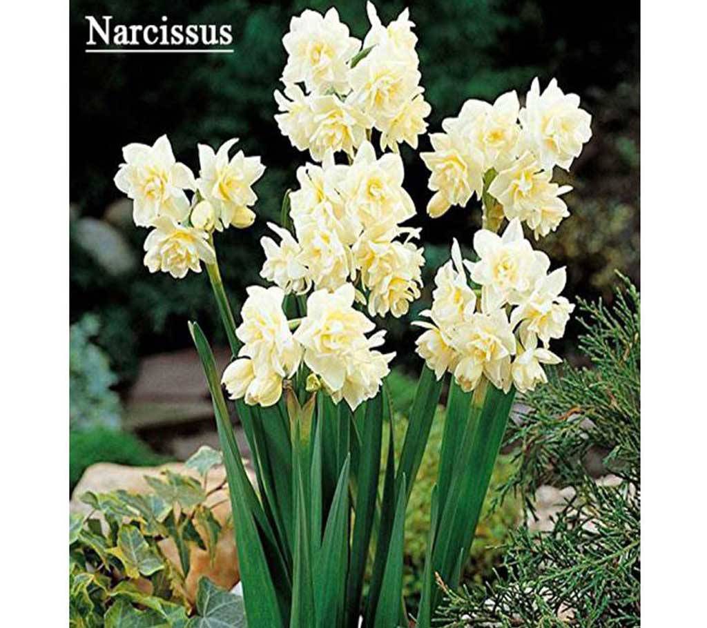 Narcissus Flower Seed
