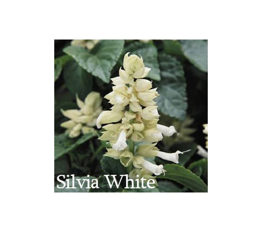 Silvia Flower Seed