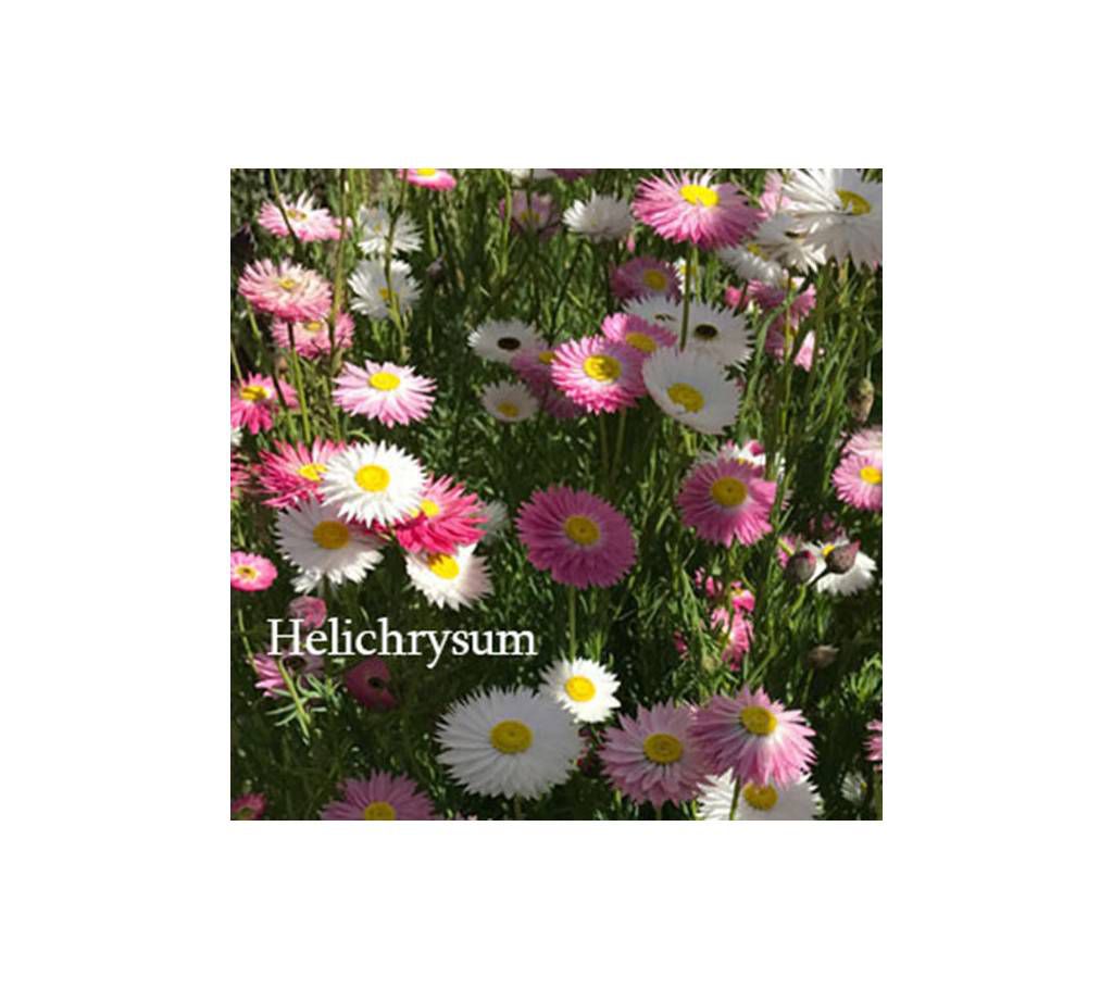 Helicrisum Flower Seed