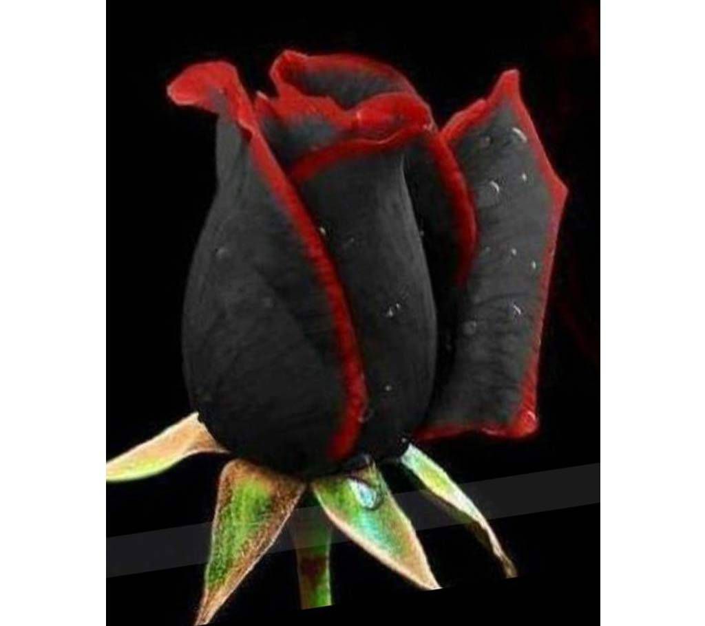 Rare Rose Seeds (Black with Red Edge)