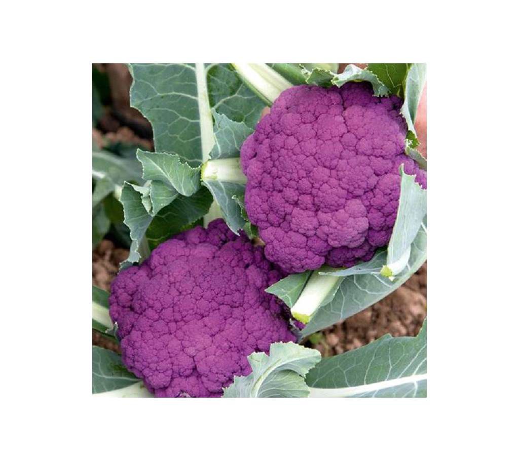 F1 Hybrid Purple Cauliflower Seed - 0.5 gm