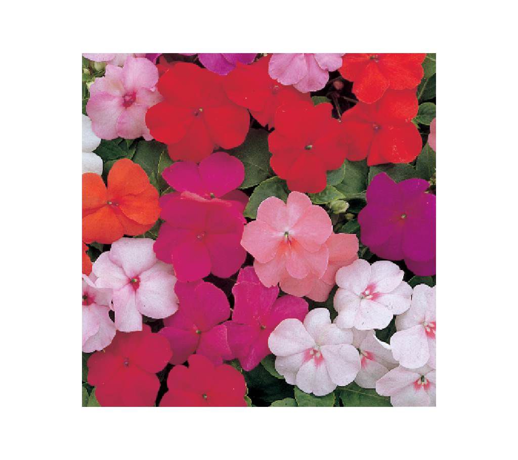 Impatiens Baby Mixed Seed - 1 Pack