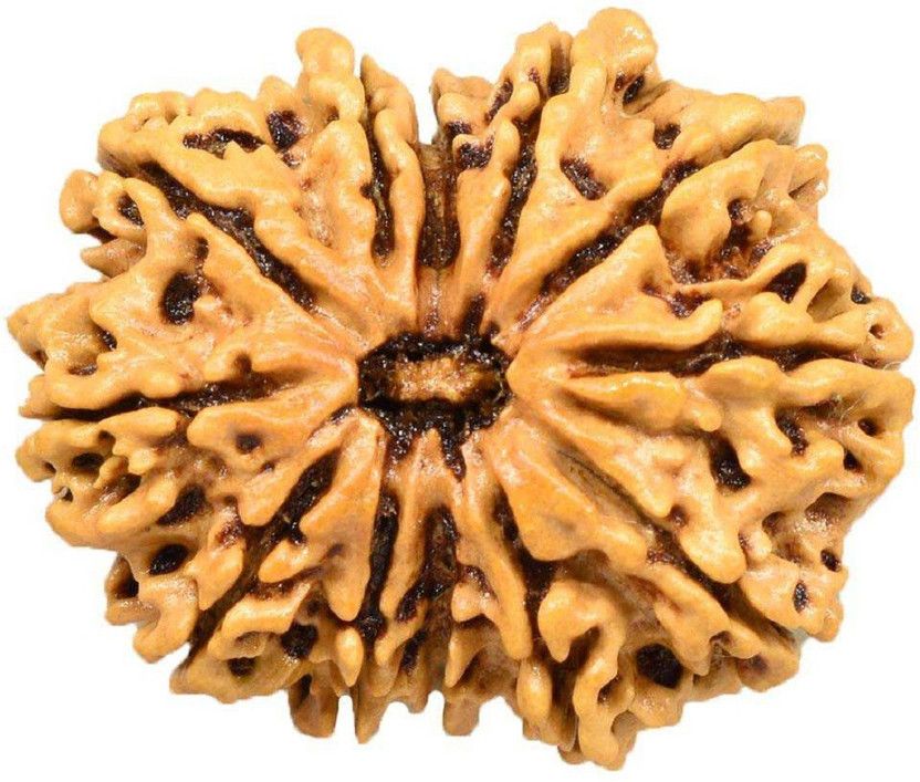 12 Mukhi Rudraksh Nepali Wood