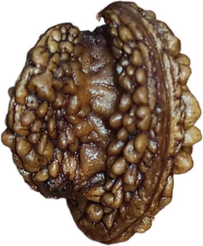 Kamal Rudraksha Original Certified by Nepali Rudraksh for Wealth and Prosperity Mother of Pearl Pendant