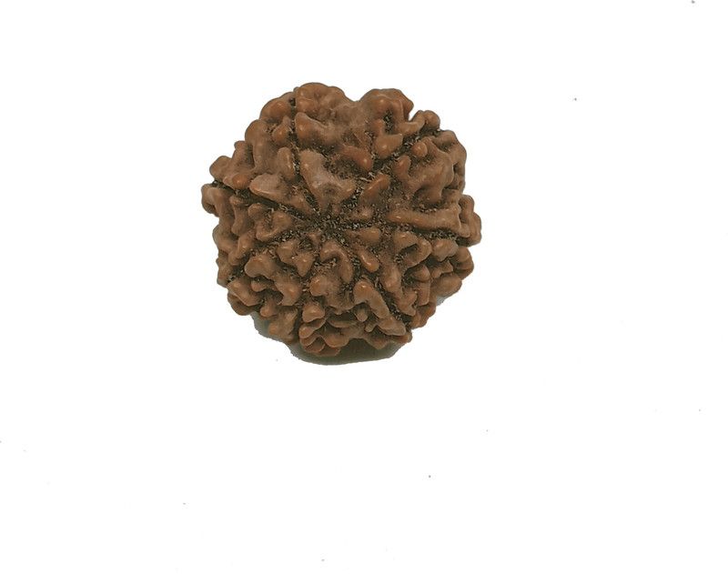 100% Lab Tested Original And Natural Seven Mukhi Rudraksha Of Laxmi For Man/ Women Nepali Rudraksha For All Problms Pendant Type Rudraksha Wood Pendant