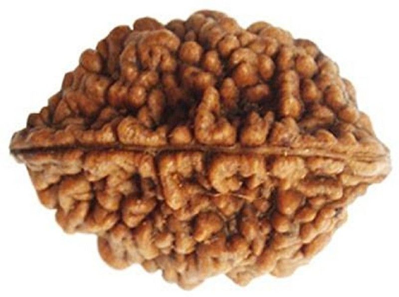 Certified Nepali 2 Mukhi Rudraksha Two face Rudraksha Brown Color wit Certificate Do mukhi Rudraksha Oval Shape Wood Pendant