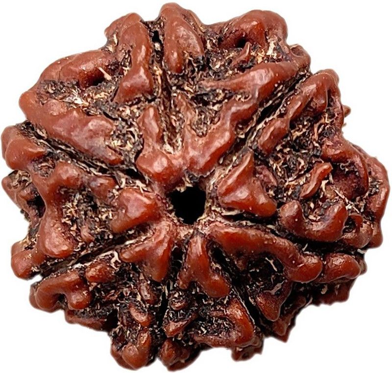 Positive Effect Lab Certified 7 Mukhi Rudraksha Beads 7 Face Rudraksha Beads Natural Original & Real Beads Man & Women Beads Wood