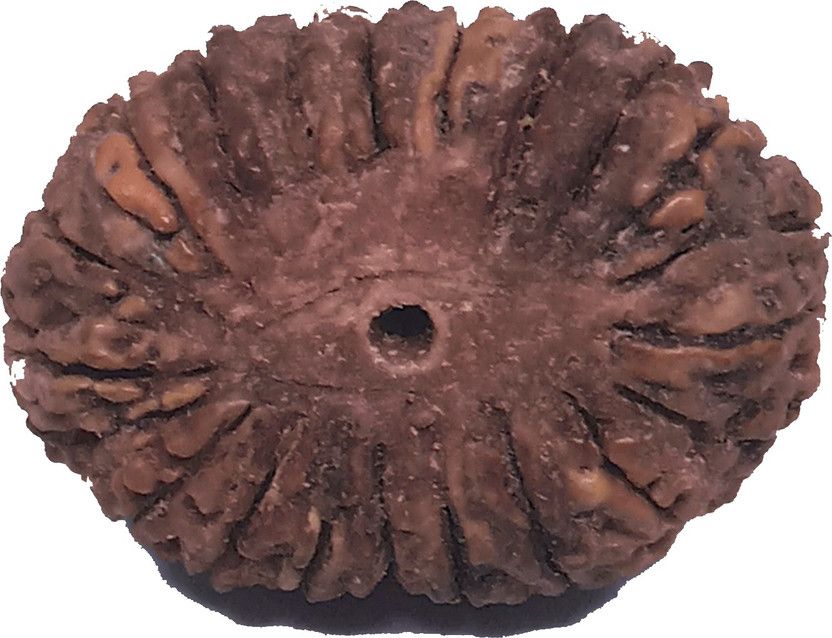 20 Mukhi 100% Original & Natural Nepali Rudraksha Of Lord Vishwasu Sadhu For Release The Fear Unisex Pendant Rudraksha Wood Pendant