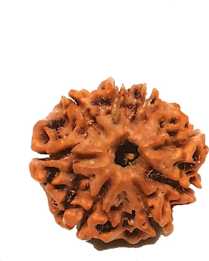 100 % Lab Certified Original And Natural Java Indonesian Religious 8 Mukhi Rudraksha For Man And Women Of Lord Agni For Get Rid Of All Problems Wood Pendant