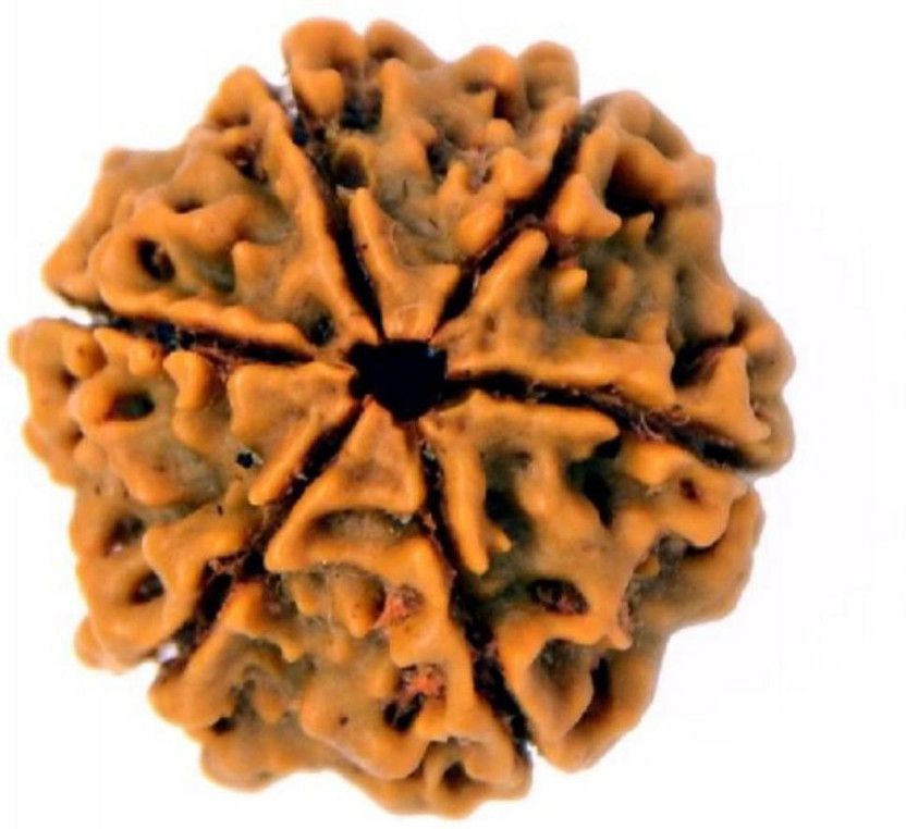 6 mukhi rudraksha certified / 6 mukhi nepali rudraksha Wood