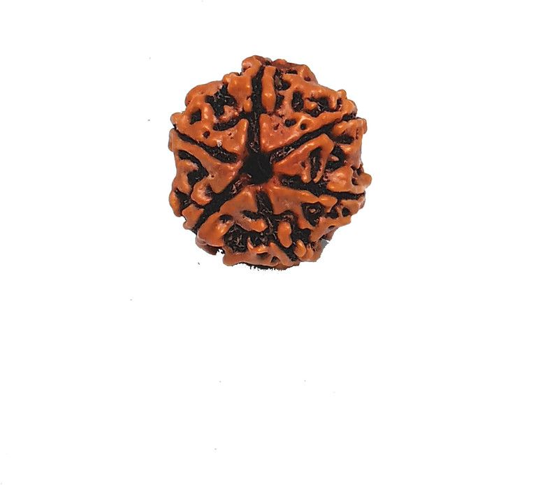 6 Mukhi 100% Original Certified & Natural Nepali Rudraksha Of Ganesh For Good Luck Unisex Pendant Rudraksha Wood Pendant