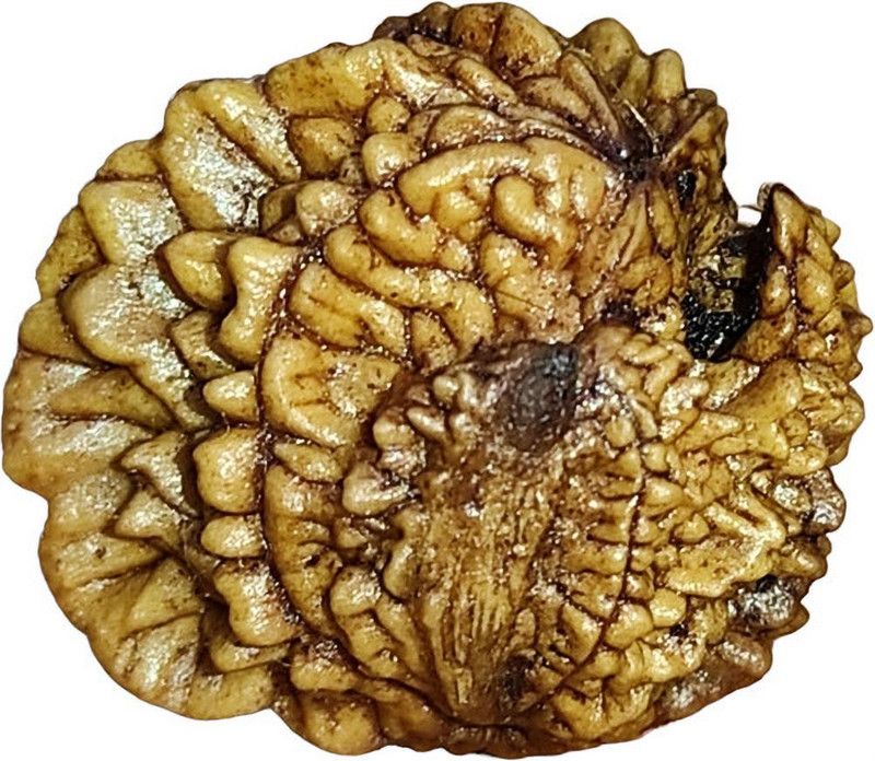 Kamal Or Lotus Rudraksha Original Certified for Unlimited wealth Wood